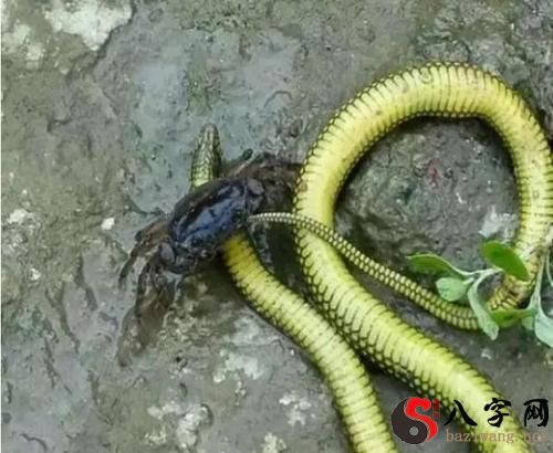 Dreaming of a crab turning into a snake