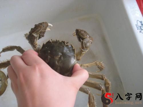 Dreaming of a crab catching my hand.