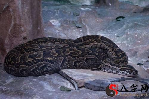 Dreaming of a black boa constrictor