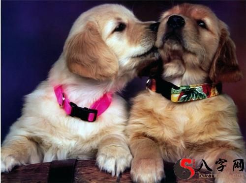 Dreaming of a bunch of puppies