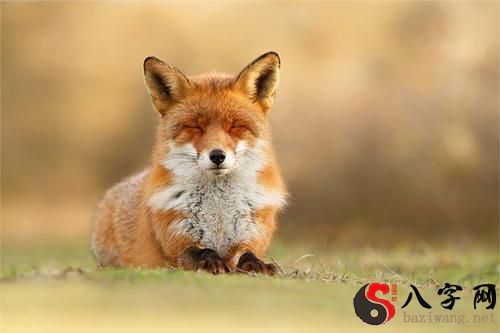 Dreaming of a cute little fox