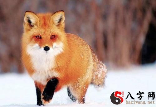 Dreaming of a nice red fox
