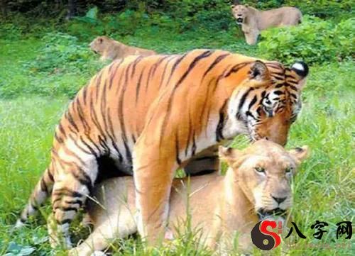 Dreaming of tigers and lions