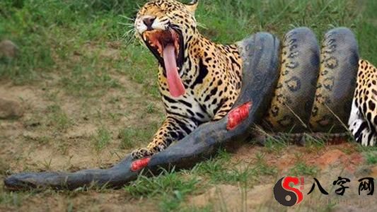 Dreaming of snakes and tigers fighting