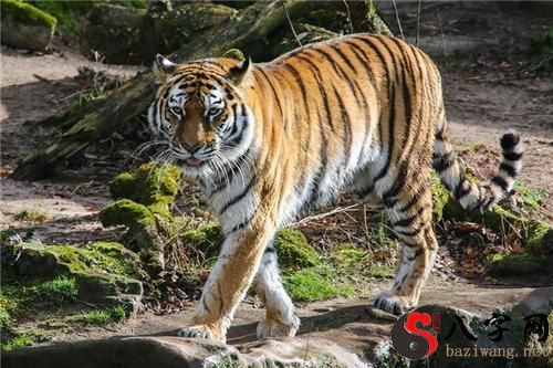 Dreaming of eating tiger meat
