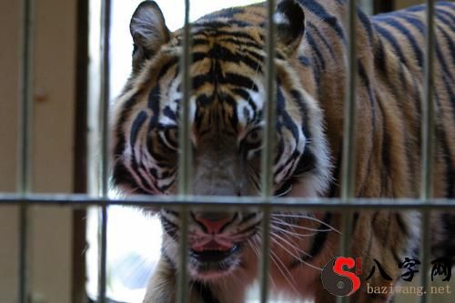 dream that a tiger is escaping
