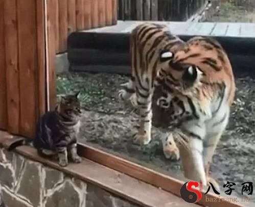 Dreaming of a tiger being fed meat in a cage