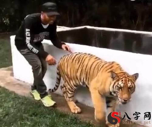 Dreaming of a tiger biting my ass