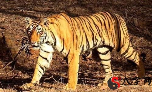 Dreaming of a black tiger biting