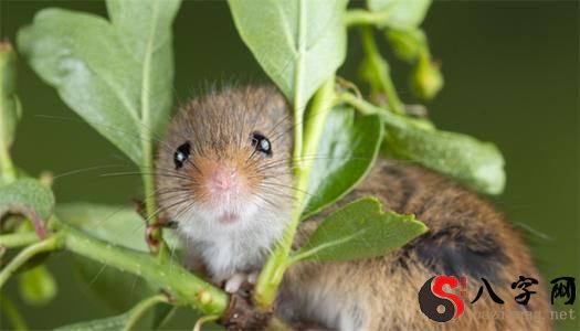Dreaming of a litter of newborn mice