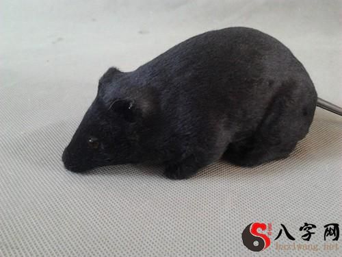Dreaming of a black rat biting my son