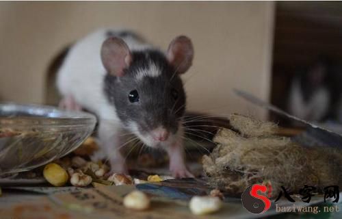 Dreaming of rats rolling around