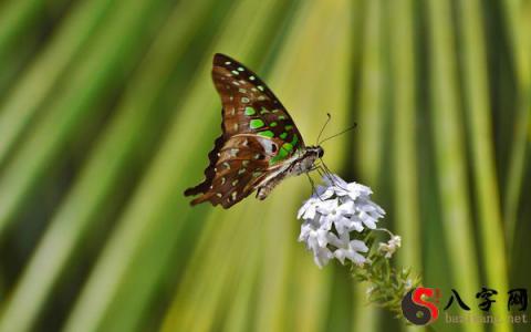 Dreaming of turning into a butterfly