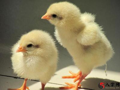 Dreaming of baby chicks