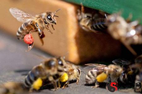 Dreaming of bees entering your home