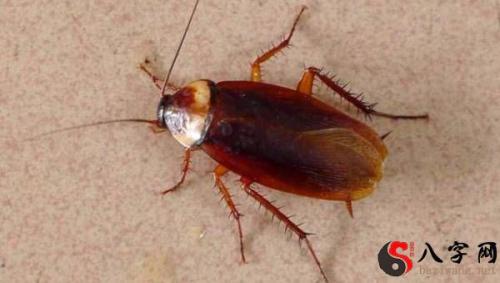 Dreaming of a lot of cockroaches