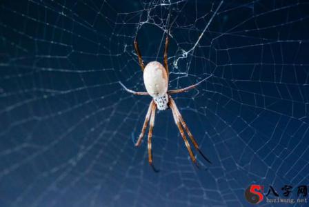 Dreaming of being tied up with spider silk