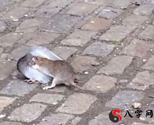 Dreaming of dead rats stinking