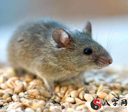 What does it mean when you dream of rats talking?