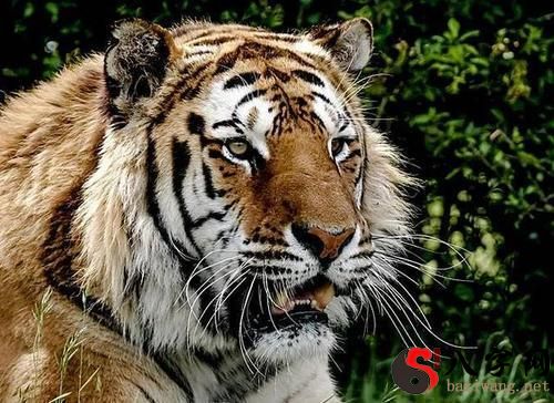 lit. dreaming of tigers and wolves