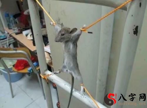 Dreaming of catching a rat and not catching it