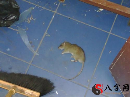 Dreaming of someone beating up a rat