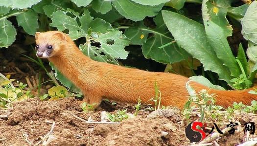Dreaming of a weasel entering the house