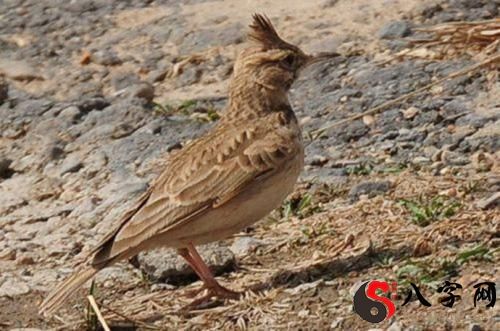 Dreaming of a lark