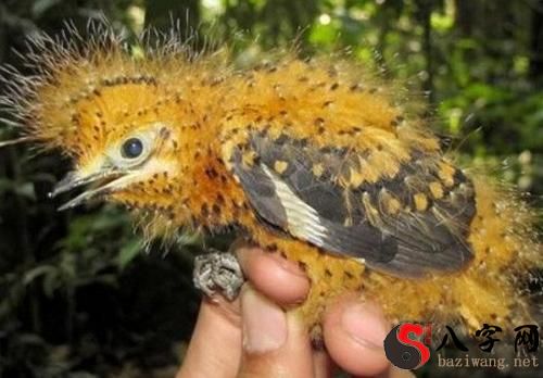 Dreaming of a brood of young birds