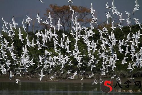 Dreaming of a hundred birds flying together