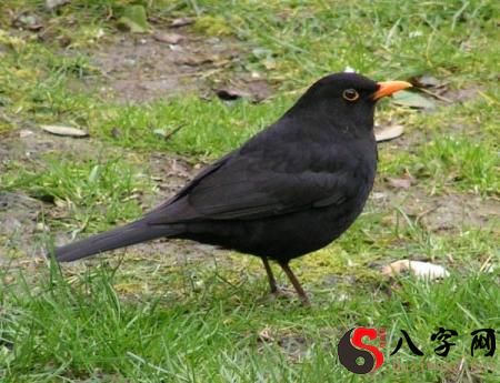 Dreaming of blackbirds