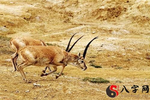 Dreaming of a Tibetan antelope
