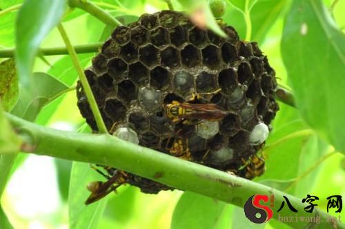 Dreaming of a hornet's nest