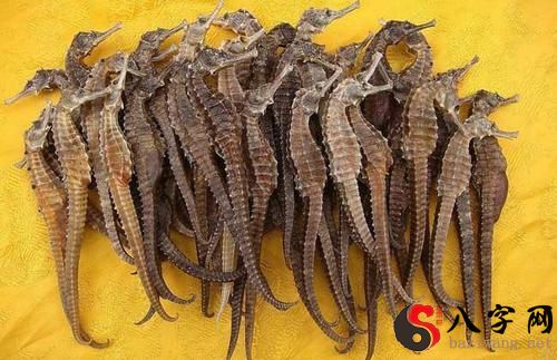 Dreaming of seahorses