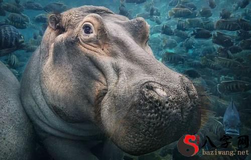Dreaming of taking pictures with a hippopotamus