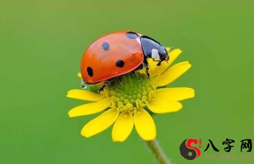 Dreaming of a seven-star ladybug beetle
