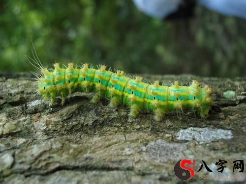 Dreaming about the body of a dauer bug in