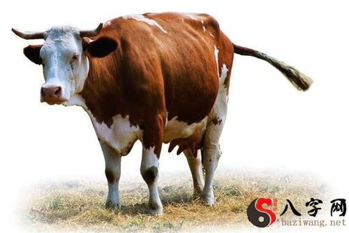 Dreaming of a cow eating a man