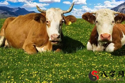 Dreaming of cows
