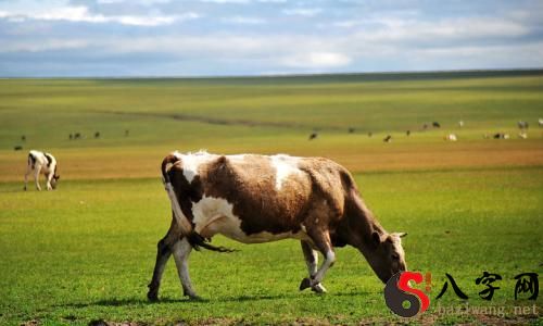 Dreaming of a herd of strong cows