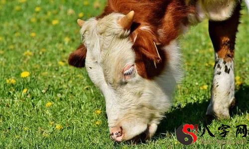 Dreaming of a dog turning into a cow