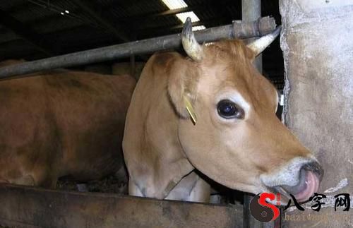 Dreaming of an old, sick cow