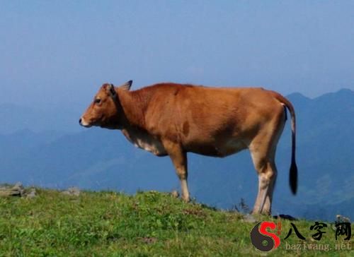 Dreaming of a missing cow