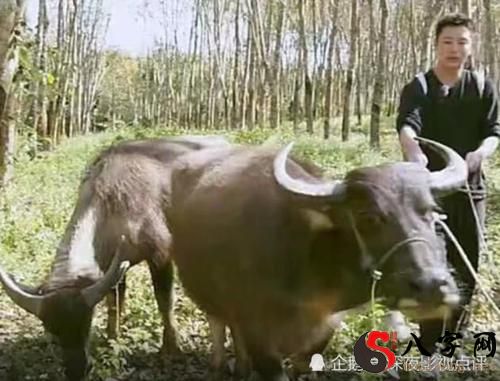 Dreaming of being chased by a cow