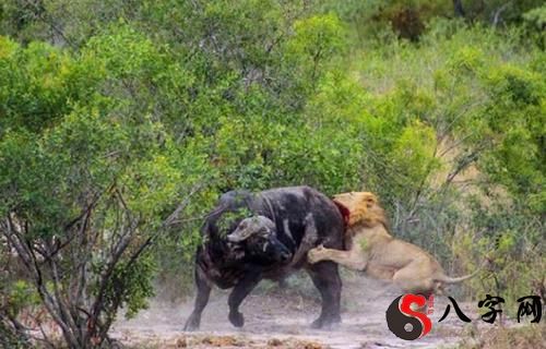 Dreaming of a buffalo calving
