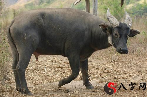 Dreaming of a buffalo coming to your house