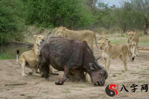 Dreaming of killing many buffaloes