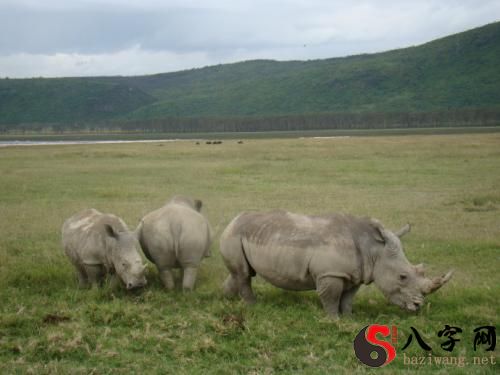 Dreaming of a rhinoceros fight