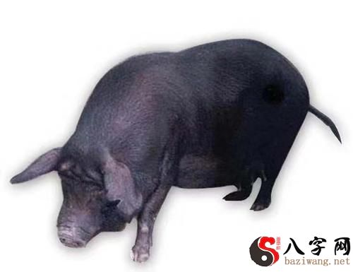 Dreaming of a big fat black pig