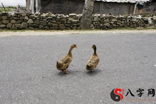 Dreaming of ducks walking on a bridle path